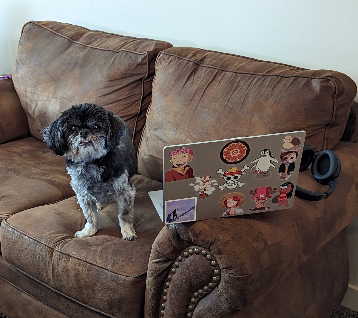 KaylaATLA's tweet photo. This weekend Oreo was attacked on one of our walks and her wounds were too severe, she passed on 5/30/24, she would have turned 16 years old on Monday. She was the best dog who needed to be laying on at least 3 blankets to fall asleep https://t.co/bbpA9Sbq1P