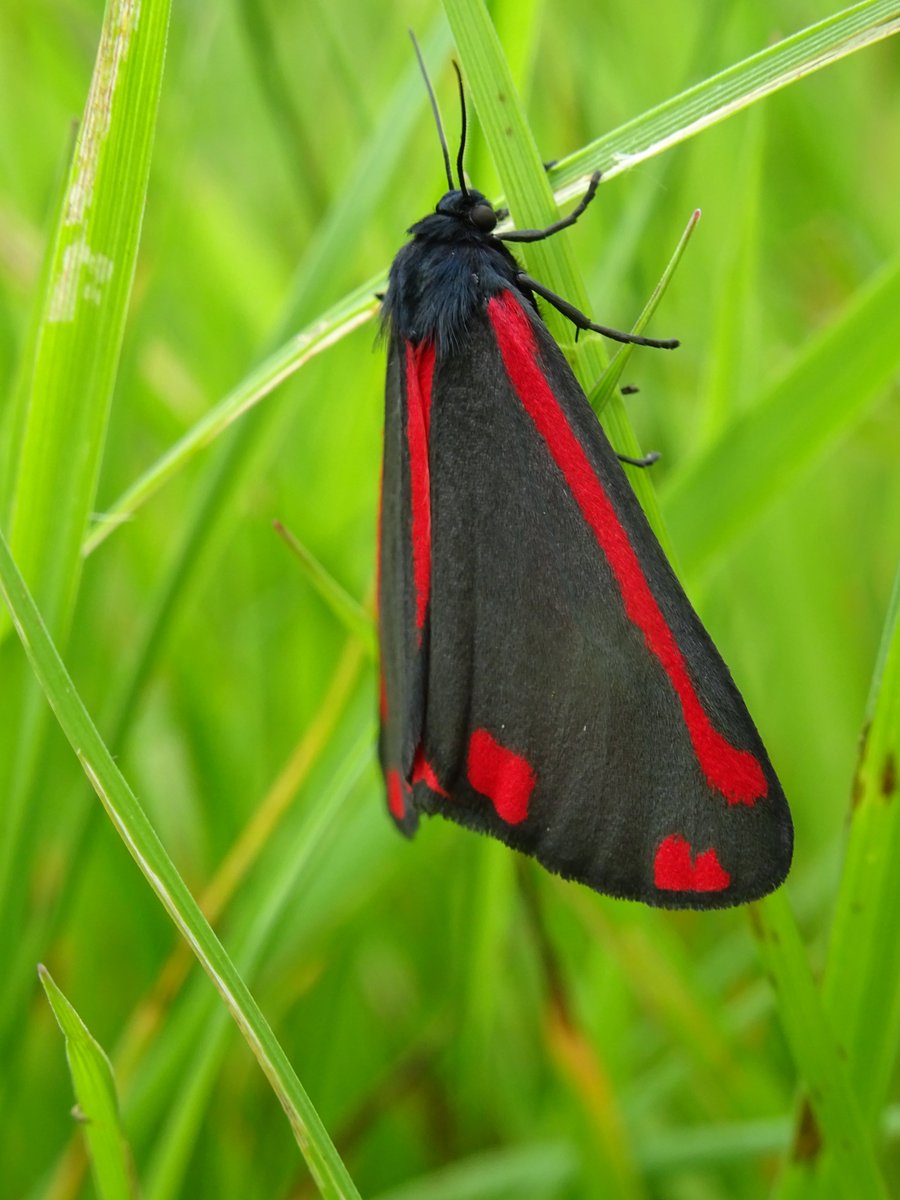 JenStone987028's tweet photo. Also spotted my first Cinnibar Moth of the year in Cheshire today. Such pretty things! 😍 https://t.co/WNlTaL5YCH