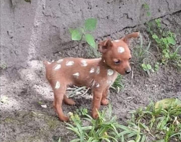 twaniimals's tweet photo. Bambi https://t.co/9WEVq5MBgF
