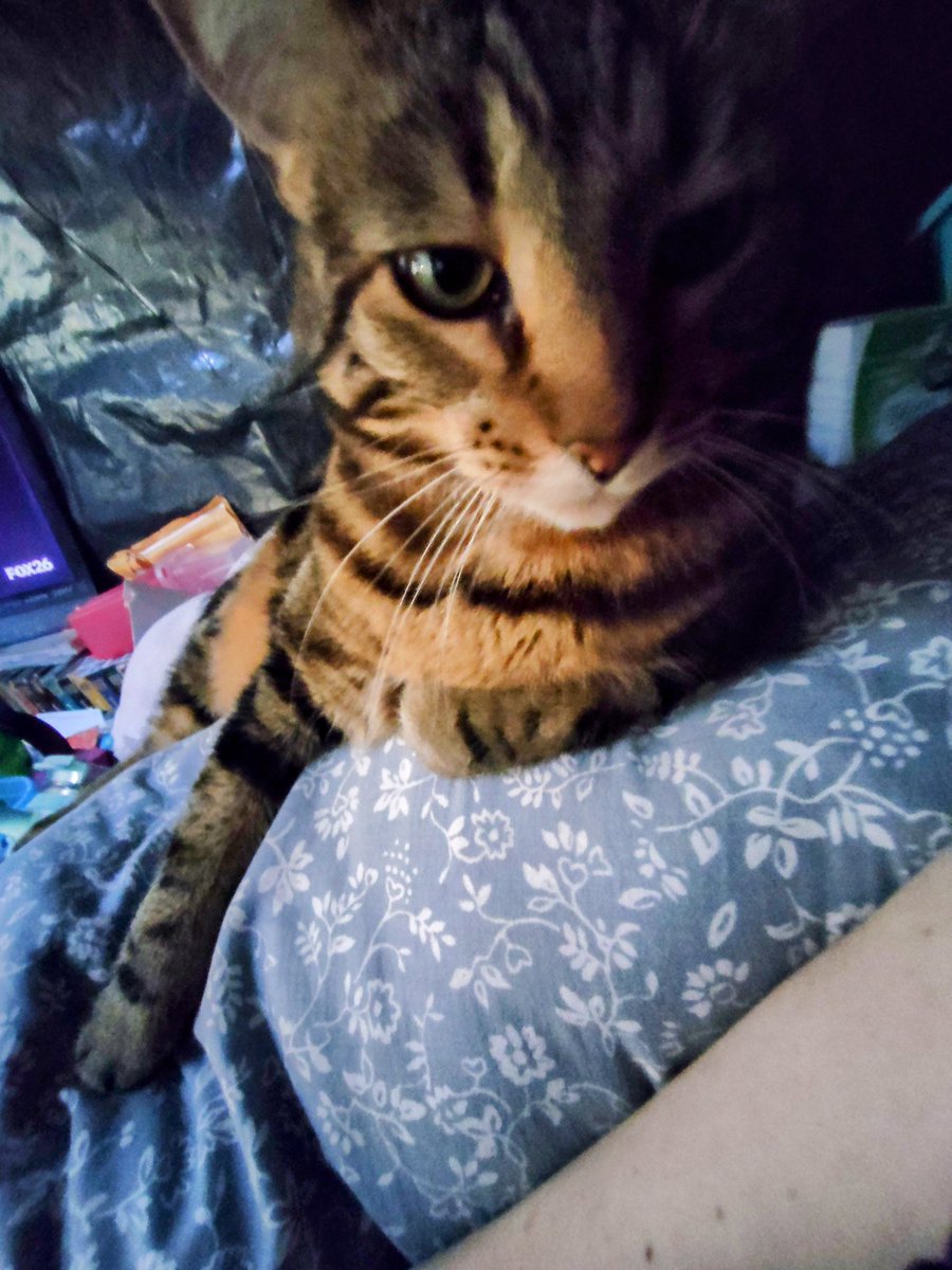AudreyK27's tweet photo. @thespybrief Any time Cocoa tries to make biscuits on me, she goes directly for a boob. Shanks my nipple every damn time. Happy #Caturday everyone!!!! https://t.co/G1TGyQDdiJ