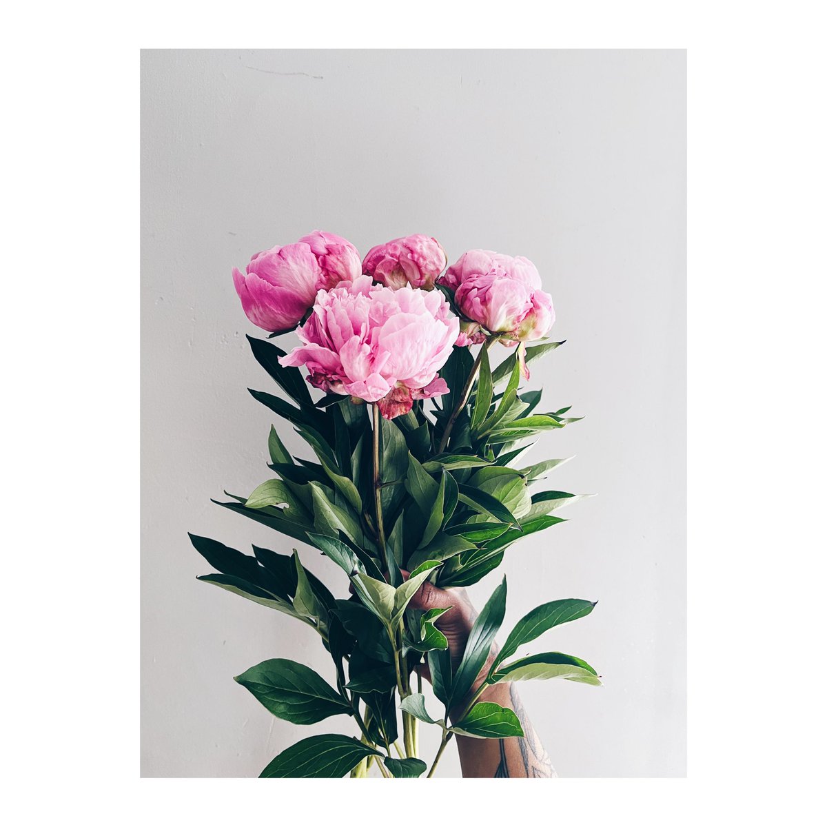 The prettiest peonies from <a href="/Riverwards/">RIVERWARDS PRODUCE</a>.. 💞