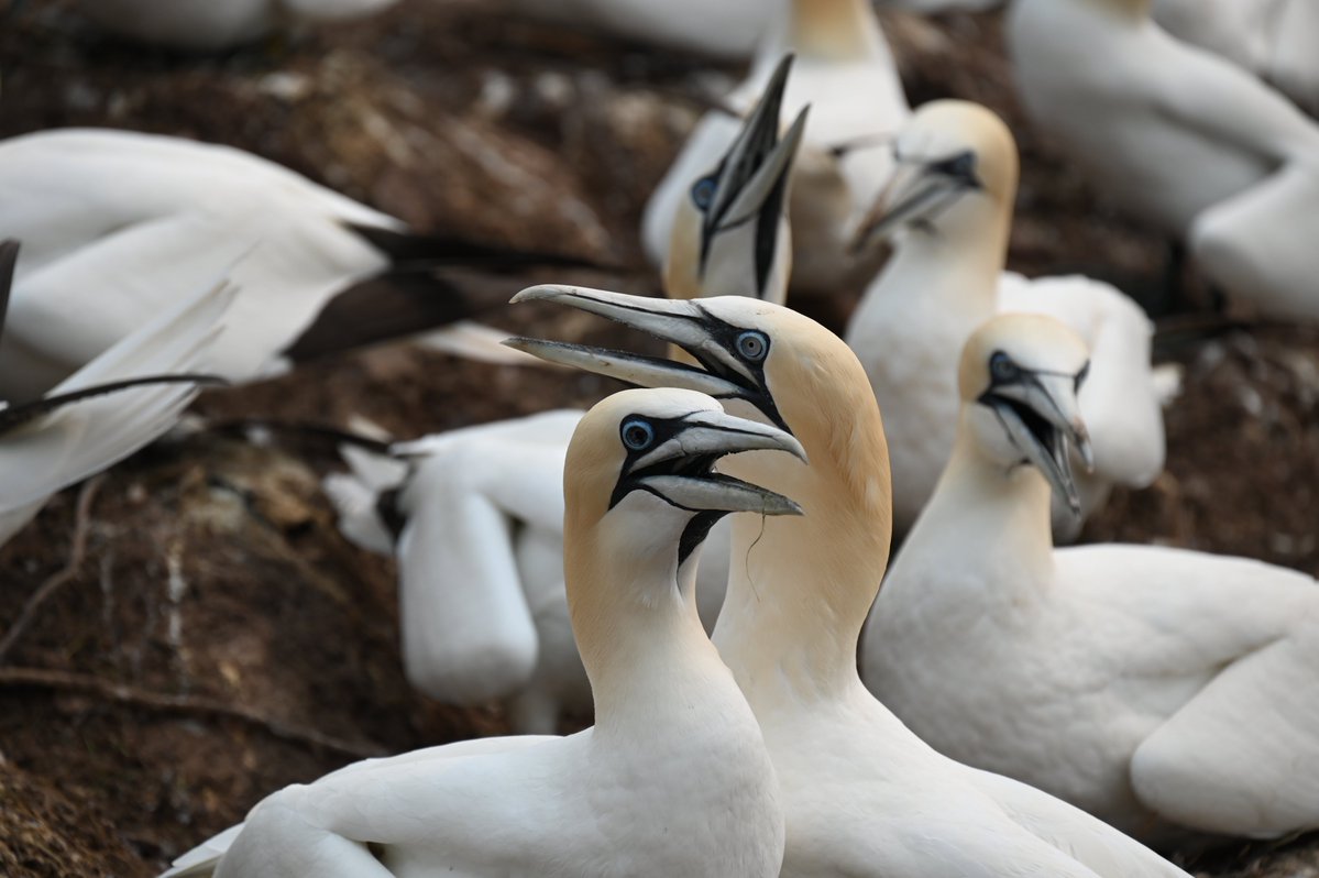 WomenSeabirdSci's tweet photo. Happy #SeabirdSaturday

🐧Species: #NorthernGannet #Morusbassanus
🐧 Region: North Atlantic Ocean
🐧 Risk Status: Least Concern
🐧 Fun Fact: Northern Gannets that survived avian flu developed black irises (see photo!)
📷 @SydneyCollins23 
#WomenInSeabirdScience https://t.co/qTWd7XX3GC