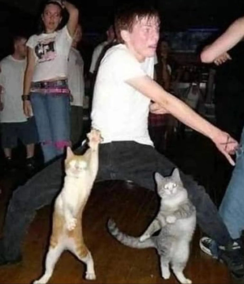 Punch Cat tweet media