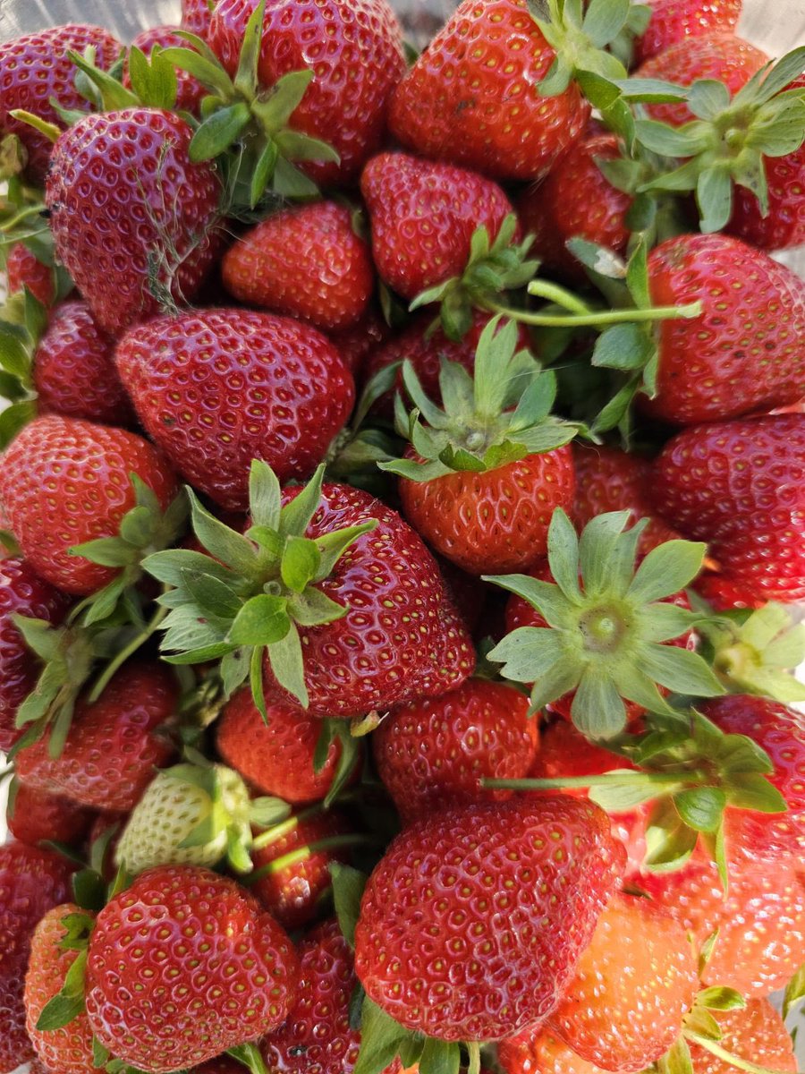 Tacticalpr's tweet photo. @NicolettePace Strawberry season today with Darryl and Nicolette @CitiField https://t.co/tfBx4ef8Rt