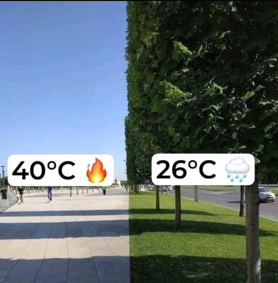 AlainCreaciones's tweet photo. 1. ¿Por que pensáis que ocurre este efecto? Muchos pensaran que es por la sombra de los arboles. No. Si es cierto que ayuda, pero no. Los arboles no solo consumen Co2, también absorben las frecuencias de luz ultravioleta. https://t.co/PhItotwqSy