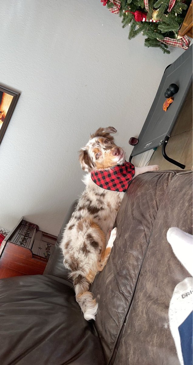 ZWorthen's tweet photo. @BreakdownPod @OpTic @CordaRoys My baby boy Archie https://t.co/C6cv7M1VUd