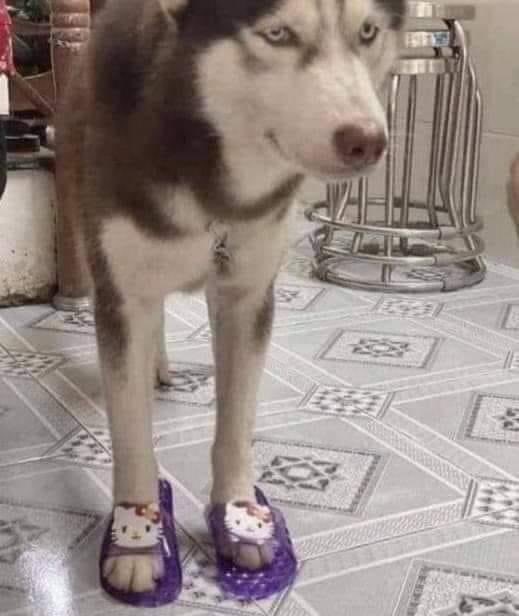 DiloConPerritos's tweet photo. Es que también tú, ponte en mis chanclitas. https://t.co/A3ZaeE8Lm1