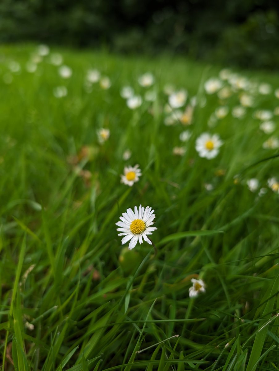 theTWOCfather's tweet photo. "Let your soul bloom like a daisy in the sunlight."

The on call continues.

#phonephotography #oncalldiaries #FlowerPower https://t.co/j1xffFaoM3