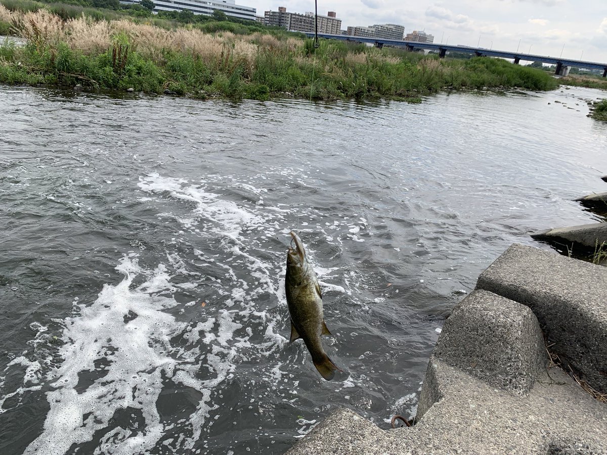 chimuninin's tweet photo. 昨日YouTubeで見た場所に行ってみたら、なんか釣れた。でも釣れてから1時間ぐらい何の当たりもなく帰った…。
#多摩川
#スモールマウスバス https://t.co/Rpy1p20XYo