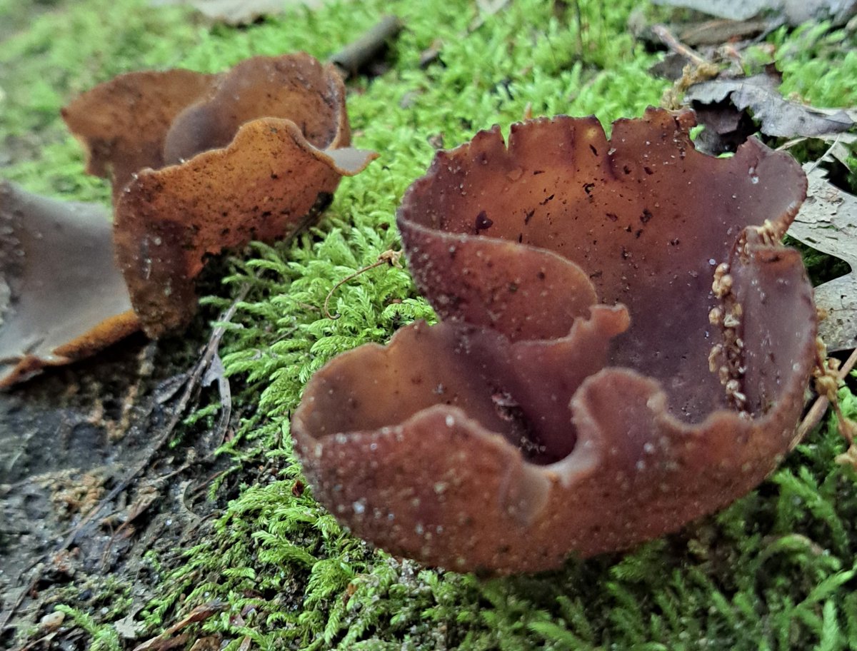 UteSchmid's tweet photo. @danitahamel When you invite us to share #groupphotography, I often want to share some from my recent #mycologyhaul in Martin's Valley Tract (Simcoe County Forest) in #TinyTownshipOntario. #ResidentialTourist #mushrooms #fungus https://t.co/DnPyE8TsI8