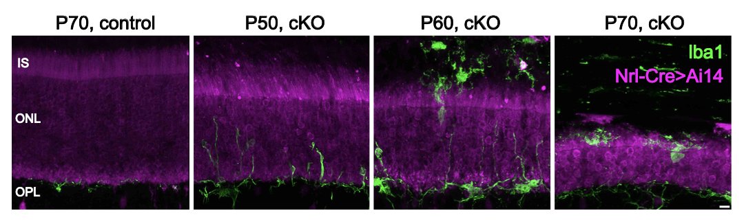 chen_dahong's tweet photo. Eventually, rods go degeneration without CTCF but not until a month later(!). 8/n https://t.co/gSgGOZLLhP