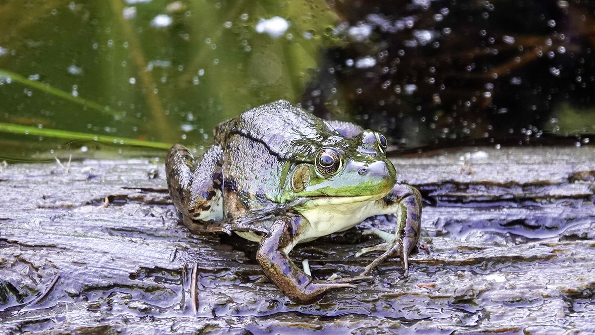 WildAdks's tweet photo. The tympanum (eardrum) of female Green Frogs is usually about the same diameter as the eye. Green Frog, Essex County, NY (1 June 2024). https://t.co/pvGemKrEZO
#greenfrog #adirondackamphibians #adirondackfrogs #springwatchadirondacks #adirondackwildlife #amphibians https://t.co/F8wb2MewWW