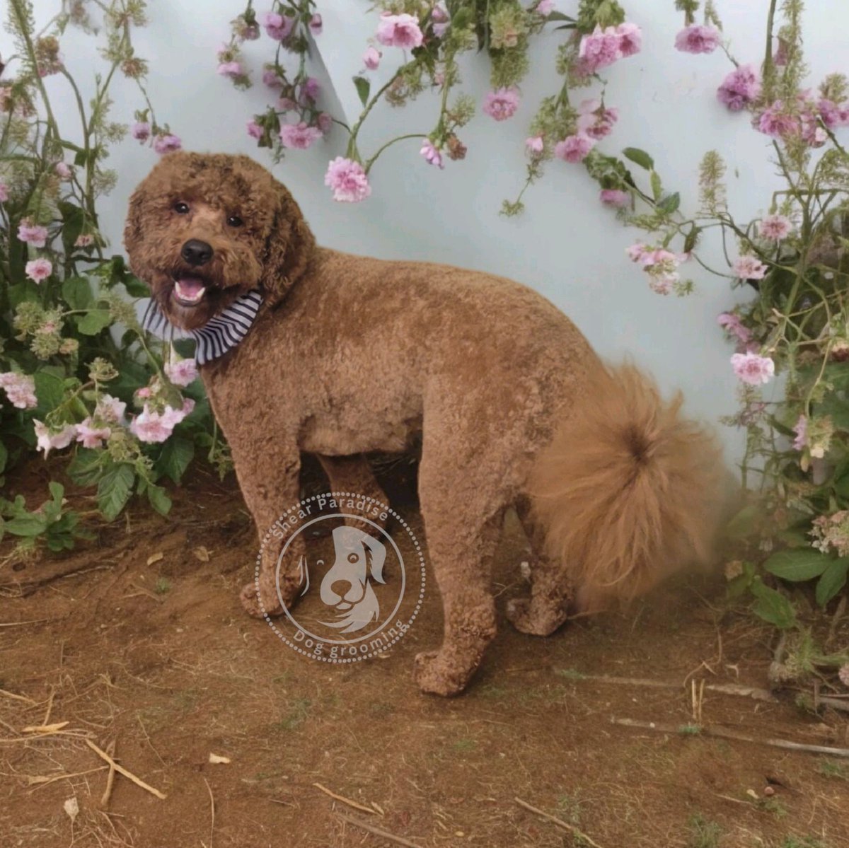 dog_shear51242's tweet image. 🐶🛁 Happy June, Fur-Parents! 🛁🐶

Summer is here, and it's the perfect time to pamper your pup with a refreshing grooming session! 🌞✨

#DogGrooming #PamperedPooch #SummerFresh #OneOnOneGrooming #FurBabyLove