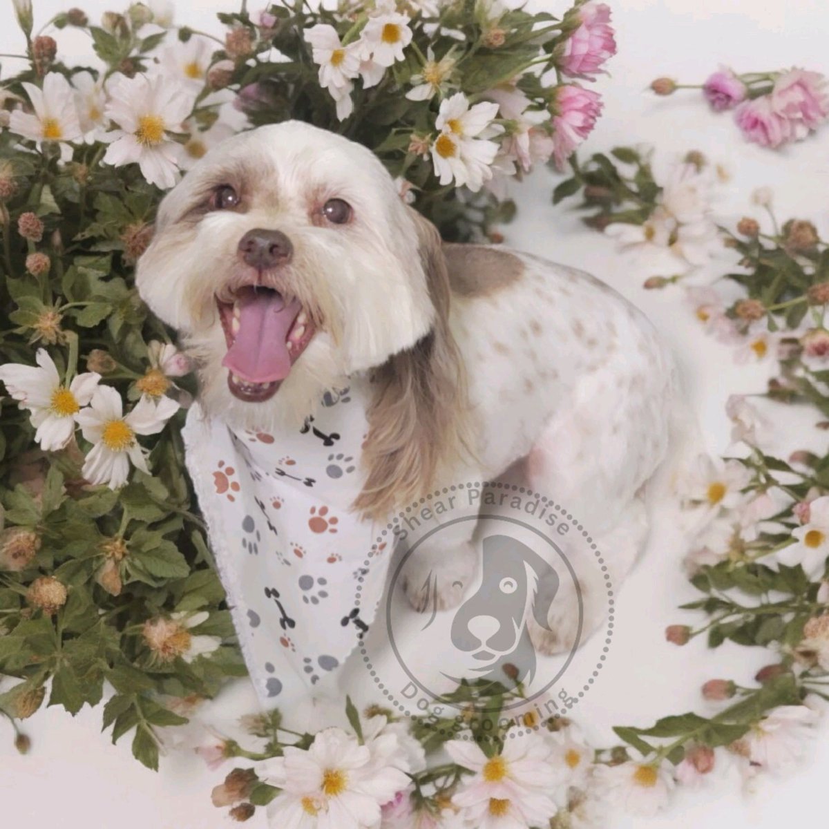 dog_shear51242's tweet image. 🐶🛁 Happy June, Fur-Parents! 🛁🐶

Summer is here, and it's the perfect time to pamper your pup with a refreshing grooming session! 🌞✨

#DogGrooming #PamperedPooch #SummerFresh #OneOnOneGrooming #FurBabyLove