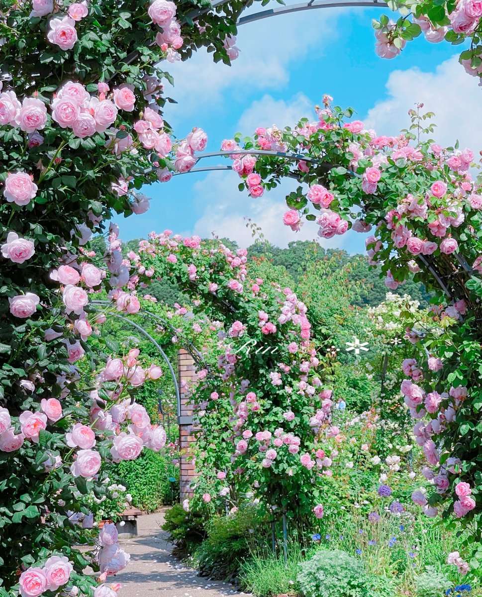 昨日は
芳醇な薔薇の香に包まれ
時間を忘れる位
ひとり
幸せな時間を満喫♪

広大な自然の中で

どの人も
どの人も
みんな
幸せそうな表情

笑顔は
人を幸せにするって
ほんとね

𓂃.◌𓈒𖡼𓂂

#お花の持つ不思議なチカラ
#笑顔という幸せの連鎖