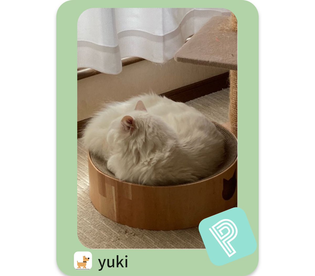 バリバリサークルで落ち着いているゆき❣️
何を考えているのかな？

#猫のいる暮らし
#白ねこ
#ポイシャ