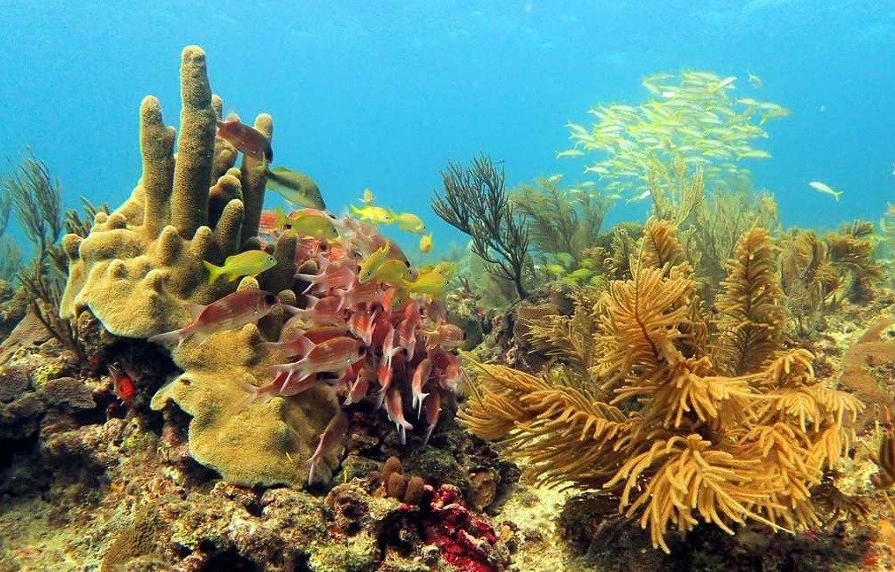 DiarioElisleno's tweet photo. RESTAURACIÓN Y CUIDADO
Arrecifes de coral: "la estructura viva más grande del planeta"

Ver más:  https://t.co/p9JUYYF0Jq... https://t.co/pMLcpJ1hx8