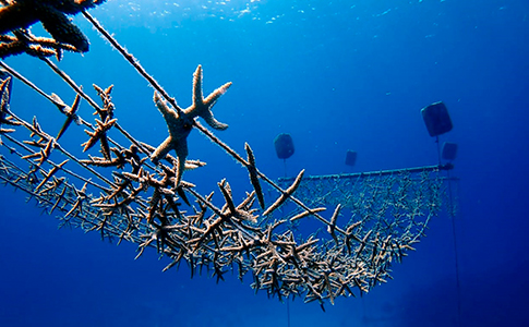DiarioElisleno's tweet photo. RESTAURACIÓN Y CUIDADO
Arrecifes de coral: "la estructura viva más grande del planeta"

Ver más:  https://t.co/p9JUYYF0Jq... https://t.co/pMLcpJ1hx8