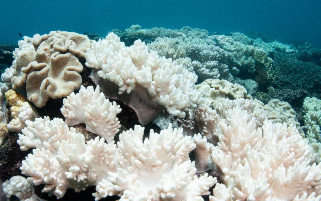 DiarioElisleno's tweet photo. RESTAURACIÓN Y CUIDADO
Arrecifes de coral: "la estructura viva más grande del planeta"

Ver más:  https://t.co/p9JUYYF0Jq... https://t.co/pMLcpJ1hx8