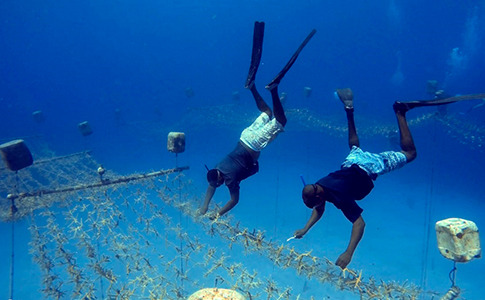 DiarioElisleno's tweet photo. RESTAURACIÓN Y CUIDADO
Arrecifes de coral: "la estructura viva más grande del planeta"

Ver más:  https://t.co/p9JUYYF0Jq... https://t.co/pMLcpJ1hx8