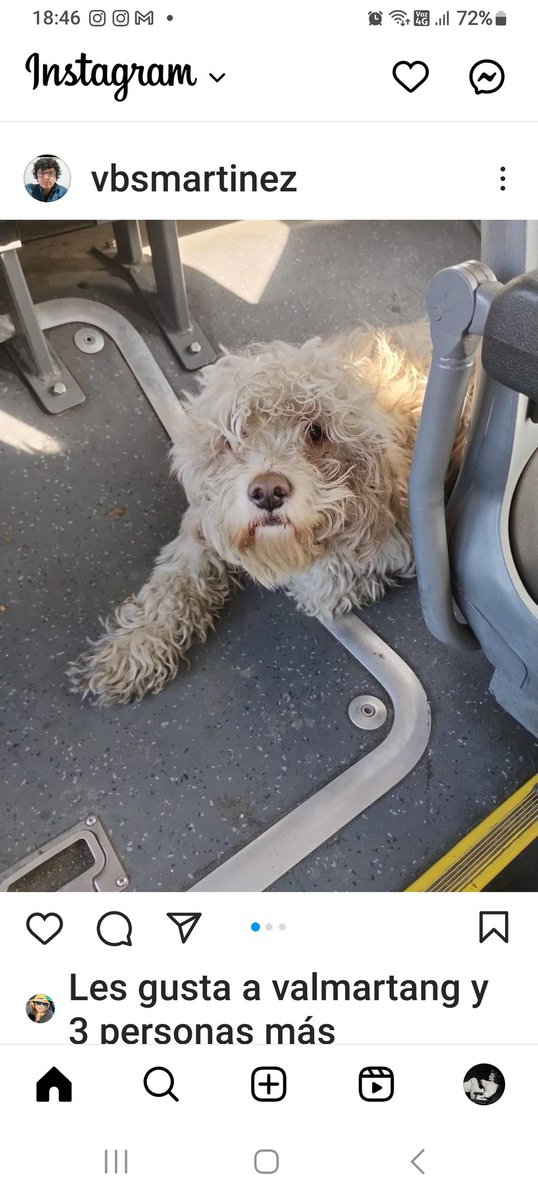 paolitavm's tweet photo. Este perrito llegó en una micro hasta el terminal de STU que está en Recoleta, calle Santa Clara. Difundir por favor @urrutia_sonia @carolinapinoc @LaperGris @laperridonna @callejeritosDLV https://t.co/MJqqvJ9IKb