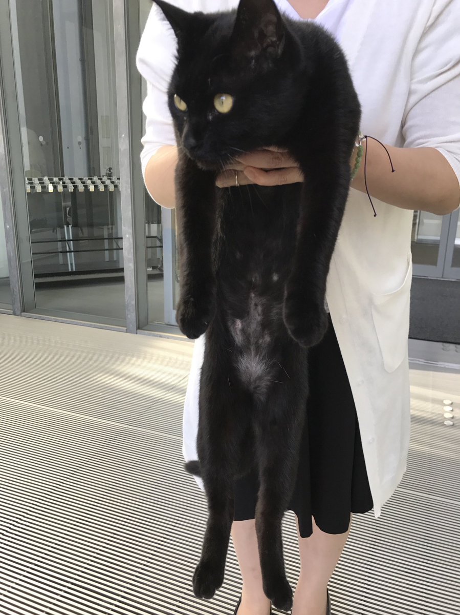 時をかける猫ニャ054 