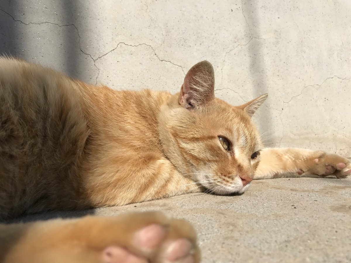 ねこ（2点） スリクソン ZX MKⅡ 5w ディアマナGT60 S スリクソン ZX5 Mk II