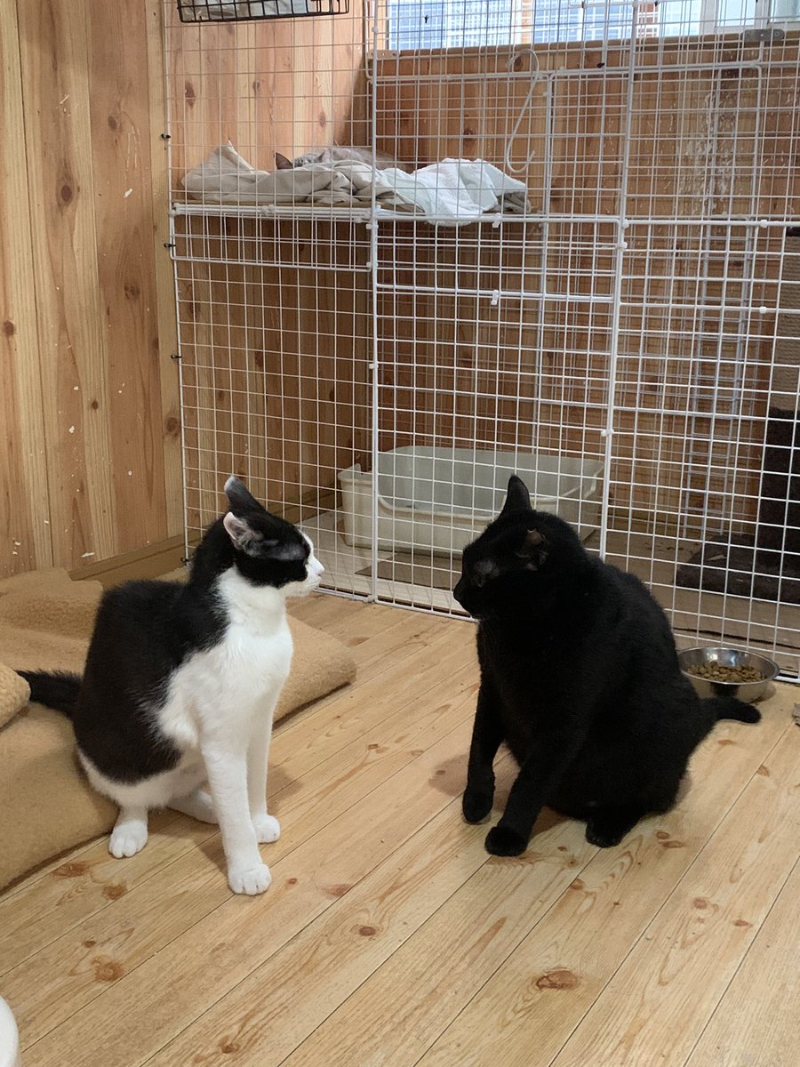 NPO Sakura Cat (@sakuracathaiji) / Posts / X