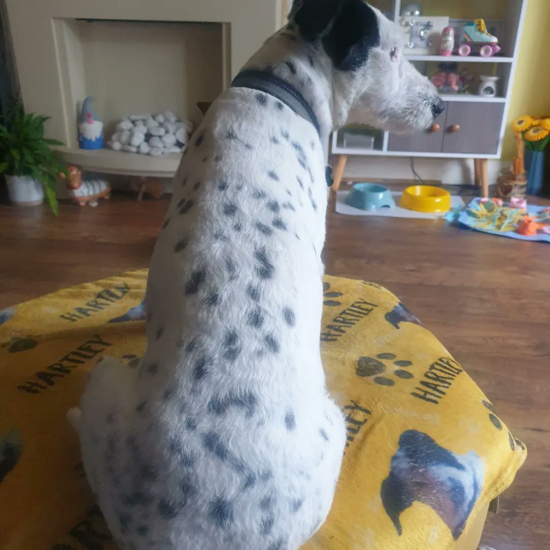 EmmaJanesLife's tweet photo. Took Hartley to the pet shop today for treats 😊 

Soooo many 'oooh is that a Dalmatian puppy?'s 😄

#Jackapoo #NotADalmation
#BeautifulSpots #RescueDog https://t.co/pG7oAEBxua