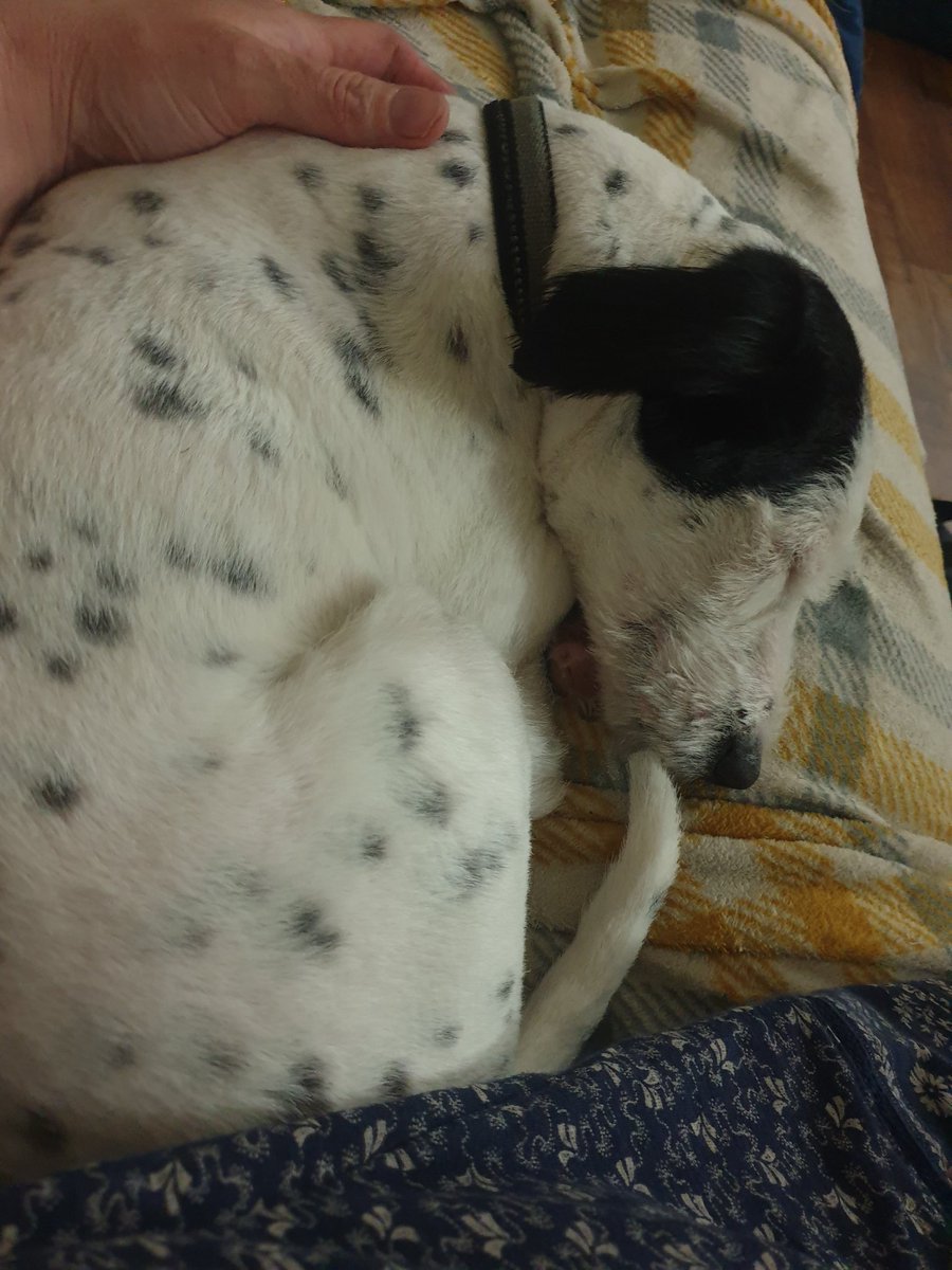 EmmaJanesLife's tweet photo. Took Hartley to the pet shop today for treats 😊 

Soooo many 'oooh is that a Dalmatian puppy?'s 😄

#Jackapoo #NotADalmation
#BeautifulSpots #RescueDog https://t.co/pG7oAEBxua