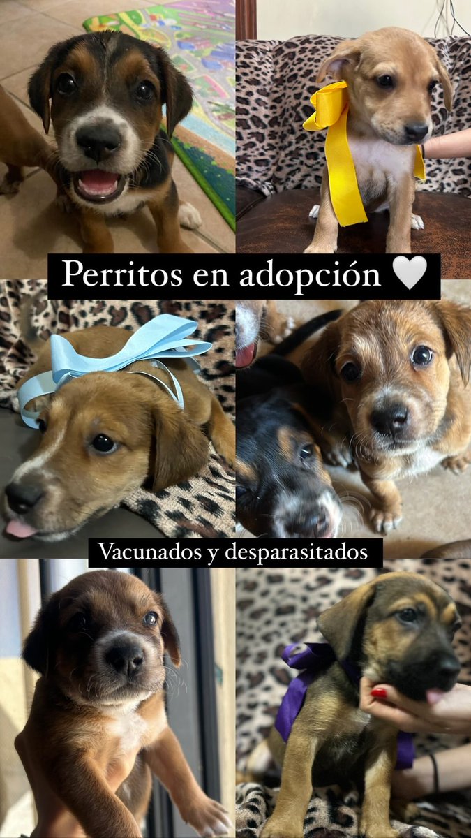melanieibarra's tweet photo. Hola!!! 
Tengo 8 perritos en adopción, listos para dar todo el amor del mundo. ❣️
Los entrego vacunados y desparasitados 
Tienen 1 mes y medio 🤎

En Hermosillo https://t.co/0elfiK0wsC