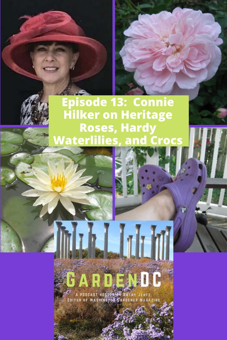 WDCGardener's tweet photo. June is Rose Month! Learn a bit about rose history in one of the earliest episodes of the GardenDC Podcast in which we interviewed Connie Hilker all about Heritage Roses -
https://t.co/Ma6cBdCXs7 #roses #rosechat #rosemonth @PotomacRoseSoc https://t.co/JbGkNGisPU