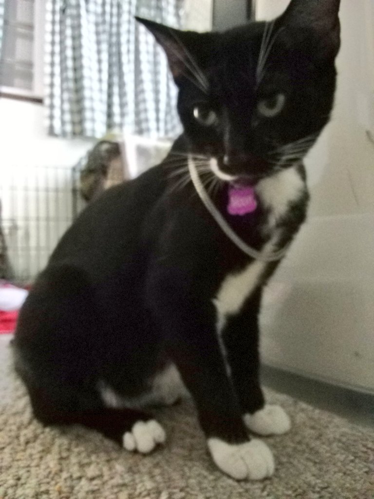 Moon_mommy024's tweet photo. Wearing mommy's necklace 😊
#blackandwhitecats
#femalecat
#Likeforlike
#followforfollow
#CatsofTwittter
#CatsOnX
#catsofX
#catlovers https://t.co/slkLGF1EIF