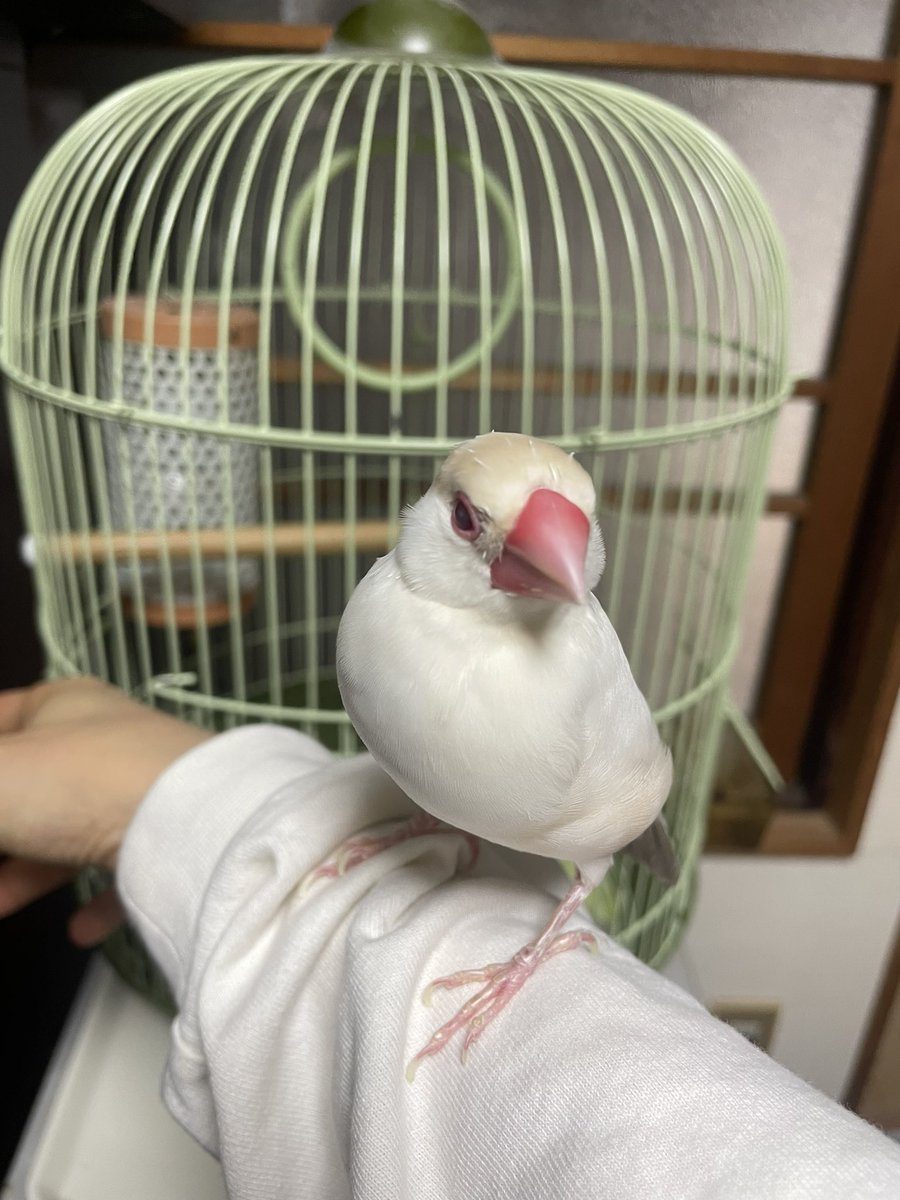 Daizu_Komugi's tweet photo. みなさまご無沙汰しております。

我が家のだいずくん、
今日で9歳になりました🐥✨
お家をピッカピカにして、
新鮮な青梗菜をあげました🥬

これからも元気なだいずくんでいてもらえるように、
ママは全力でかわいがってサポートしていきたいと思います❤️

#buncho #文鳥 https://t.co/QaBh7ndQPr