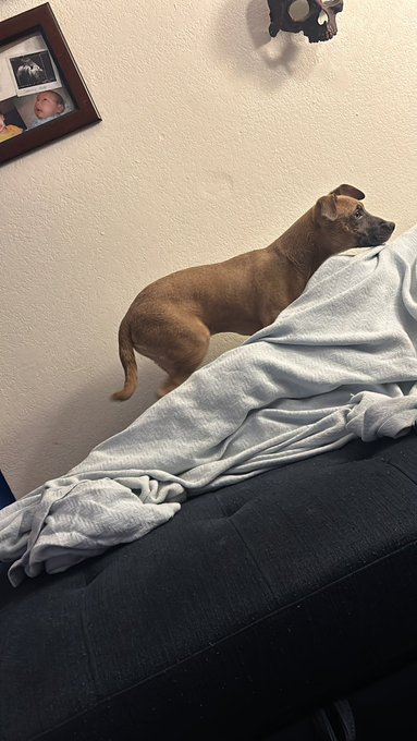 I said fuck it&hellip;we got a puppy from the humane society&hellip;mind you, this pup is only 3 months old, he&rsquo;s huge