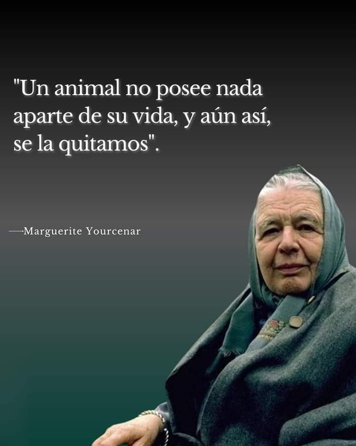 GRamirezF_D12's tweet photo. Cuánta razón.!. 😿🐾🎗️💔 https://t.co/qIWCTJX5n3