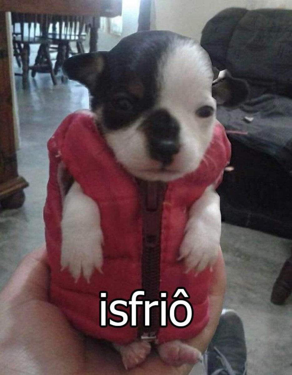 Shitpost só que de verdade tweet media
