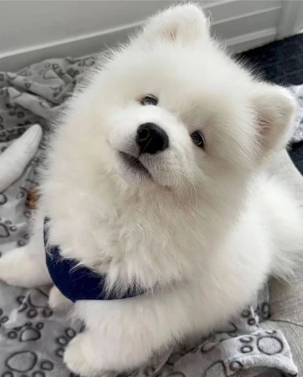 dogs so cute that could save the world tweet media