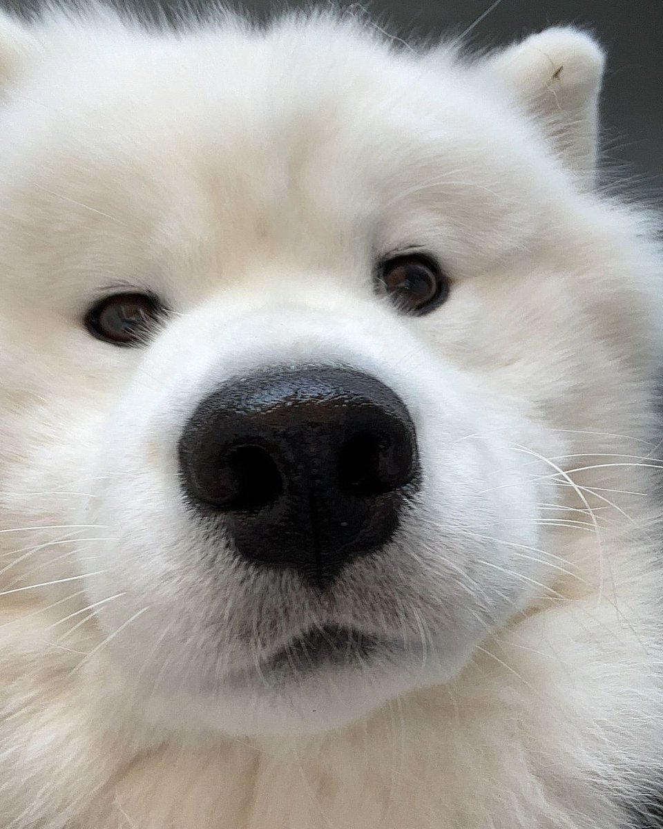 dogs so cute that could save the world (@dogssaveworld) on Twitter photo 