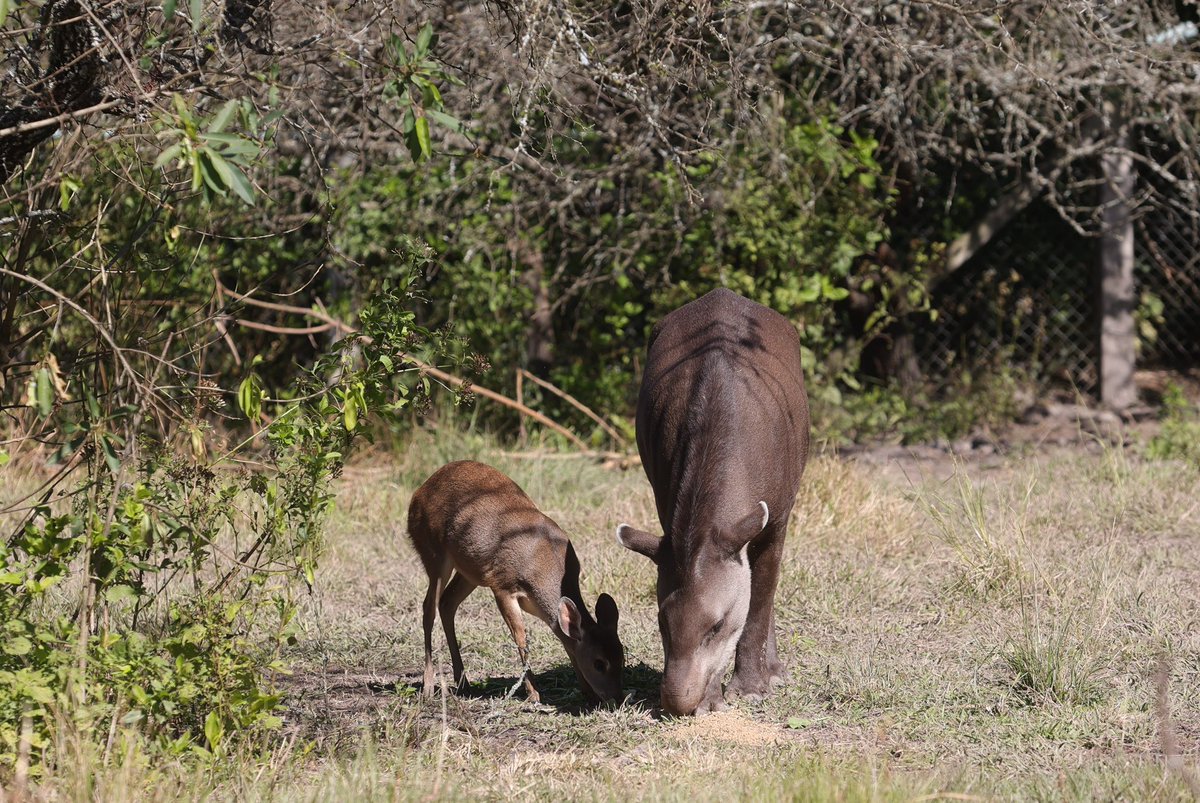 Esta mañana recorrí el Centro de Atención de la Fauna Autóctona del Ministerio de Ambiente y Cambio Climático de Jujuy, donde veterinarios y biólogos se encargan del cuidado y rehabilitación de diferentes especies. Gracias al trabajo de todo el equipo, hoy liberamos una lechuza y