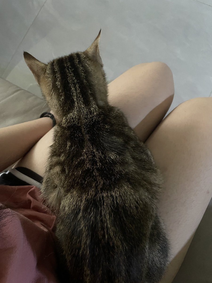 Human flesh cat nest