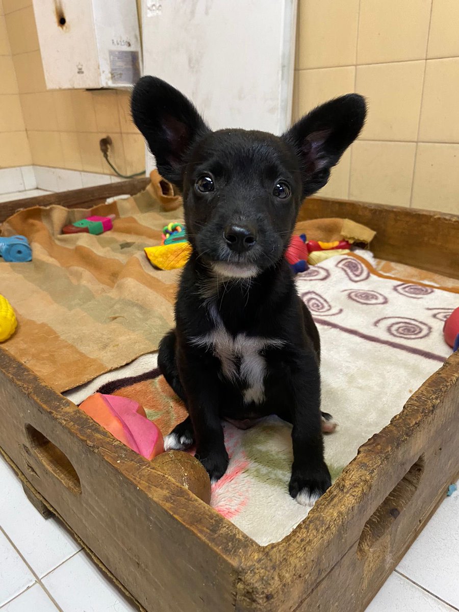 Esté bebé y muchos otros perros esperan ser adoptados en el voluntariado de Zoonosis Lanús.

🛟 Ayudanos a difundir con un like ❤️ y guardando la publicación 📥

#CastrarSalvaVidas #AdoptaNoCompres #Voluntariado #Zoonosis #Lanús