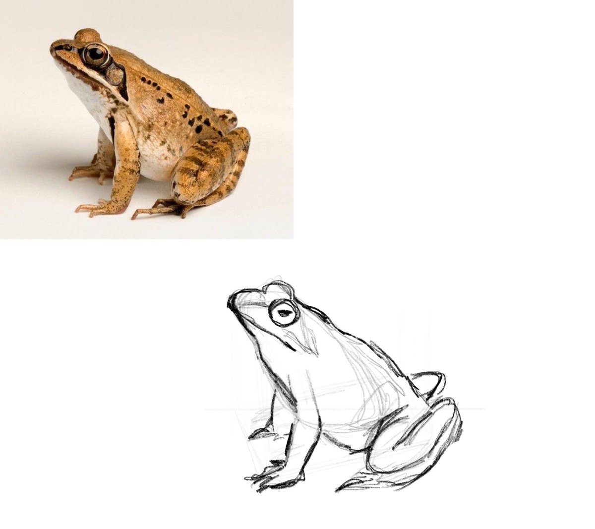 alinchus's tweet photo. some of my practice lessons and homework 
froggies and toads and birbs 
#sketches #learning https://t.co/U3XKnSIScb