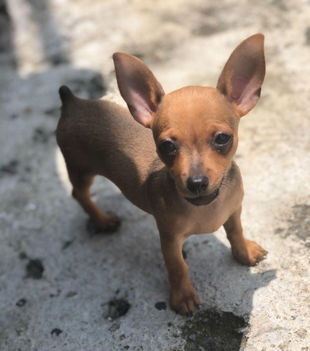liccy_hall's tweet photo. Mi hermosa perrita y yo 🐶💖🤠 https://t.co/wlwNUBp4ki
