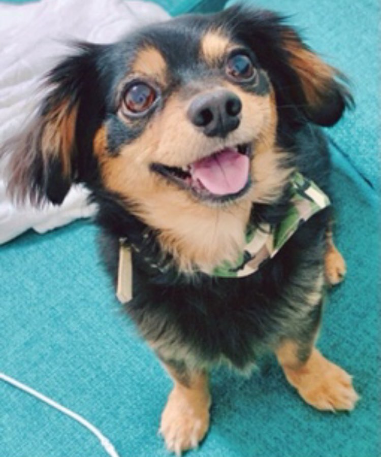 eykmam1's tweet photo. ずっとつぶやけないでいたけれど、今年2月13日にチワックスちょん太　13年の犬生をみんなをたくさんしあわせにして終えました🙇‍♀️
最後の二週間はつらそうだったけれど、私に抱っこされお家で最期を迎えることができました。
大切な家族を失い涙が止まらない日々ですがちょん太には感謝でいっぱいです☺ https://t.co/fJSQ7VyNXD