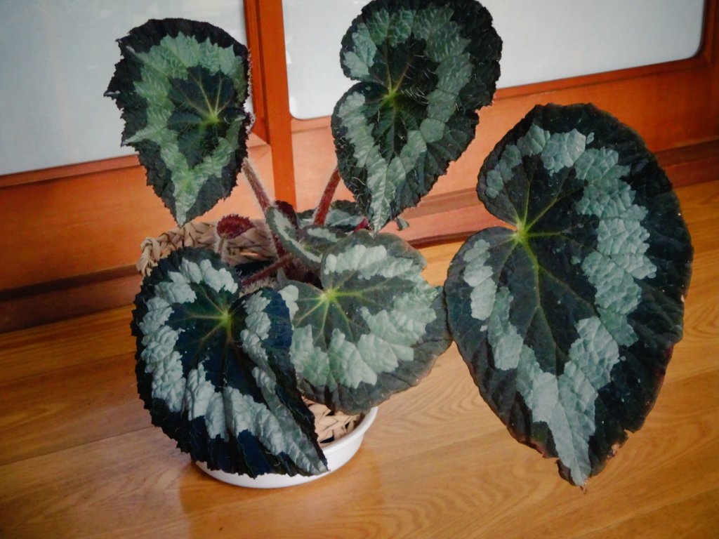 begonia_ysd's tweet photo. #Begoniarex
#ベゴニアレックス
(アッサム産)

言わずと知れたベゴニアの王者。本種を交配親として膨大な数の品種が作られ、その一群をレックスベゴニアと呼ぶ。耐寒性あり。 https://t.co/vLjiHgnOj8