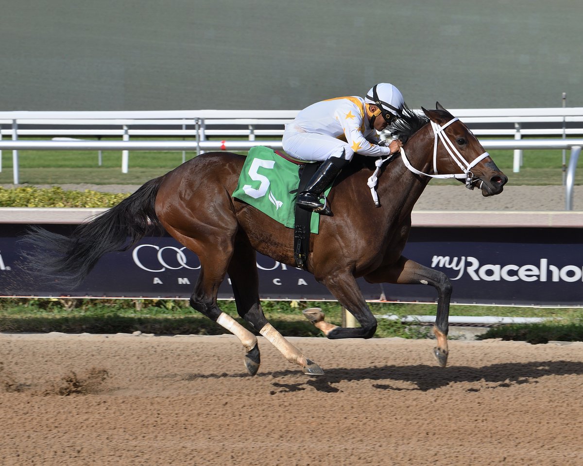 Highgate_Sales's tweet photo. Purchased from our 2022 #FTOct consignment by @MarqueeAgency, MIUCCIA joined our growing list of stakes winning graduates on Saturday with a win in the Game Face S. at @GulfstreamPark for @JRRanchRacing and trainer @GDS_Racing/@GustavoJDelgado.
Read hereβΆοΈ https://t.co/U5qfbLK4t1 https://t.co/AS3mv3EZ4e