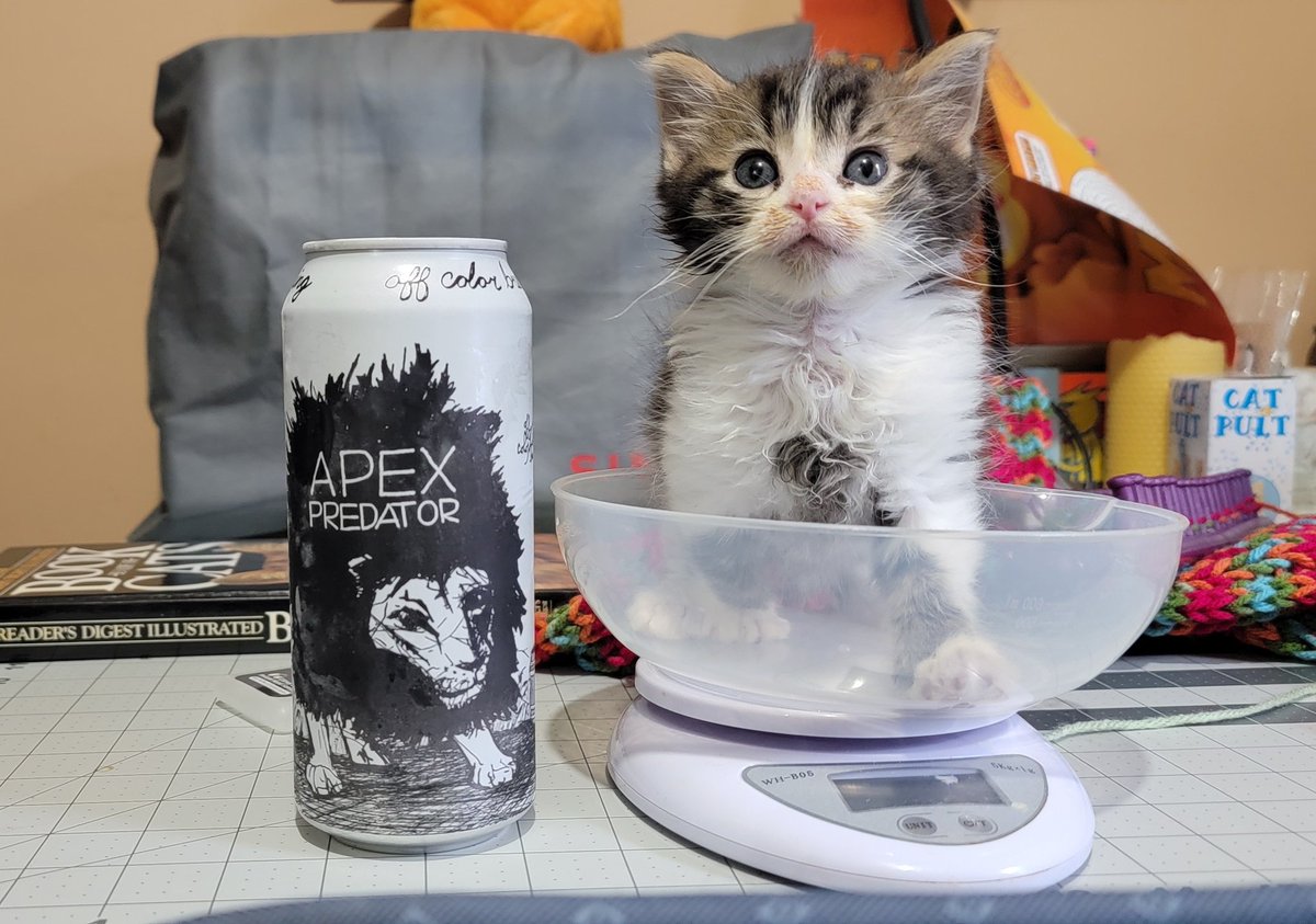 photocatkate's tweet photo. One day Strawberry will be a big boy Apex Predator for sure but today we are celebrating him reaching the weight of one whole pound! #foreverfortunatefelines https://t.co/ULvajmFvr9