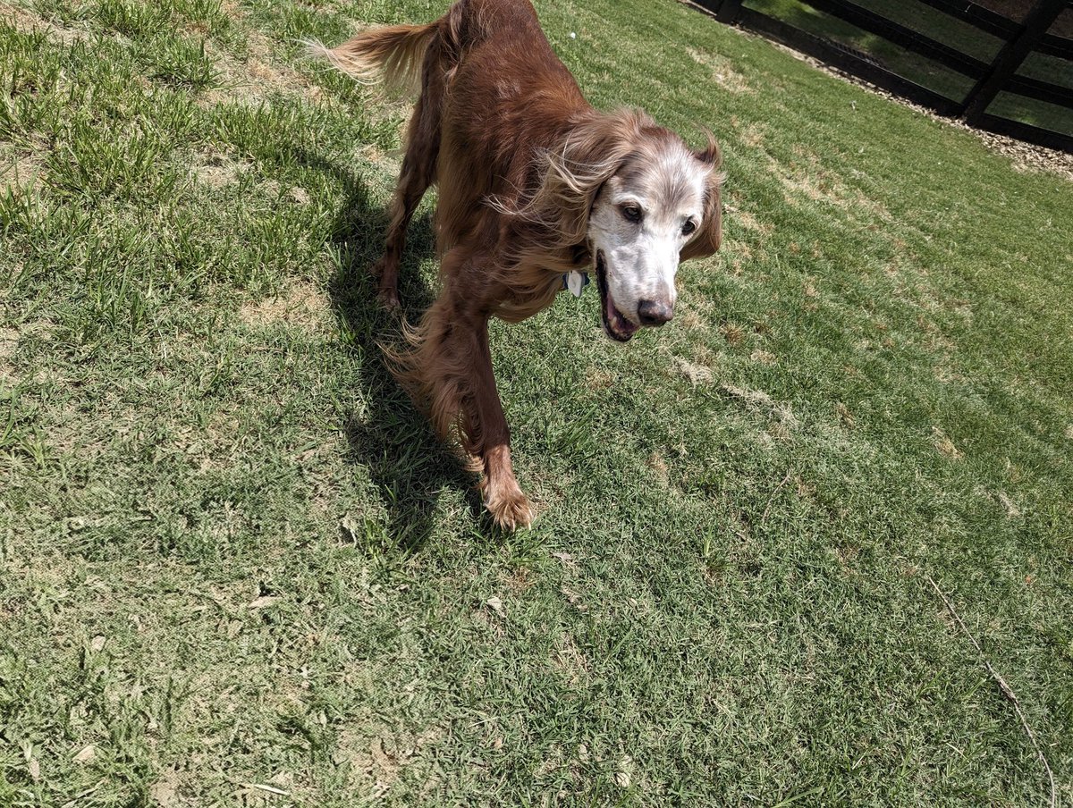 Happy 15th Birthday Wrigley!! ❤️🐾🥳🎂🍦🎁⚾🧸🦴🎈🎉🥰😘
#HappyBirthday #Wrigley #15YearsOld #ILoveYouWrigley #BestestBoy #BestDogEver #DogsOfTwitter #IrishSetter #IrishSetterLove #HappyBirthdayWrigley 
1️⃣5️⃣🥳