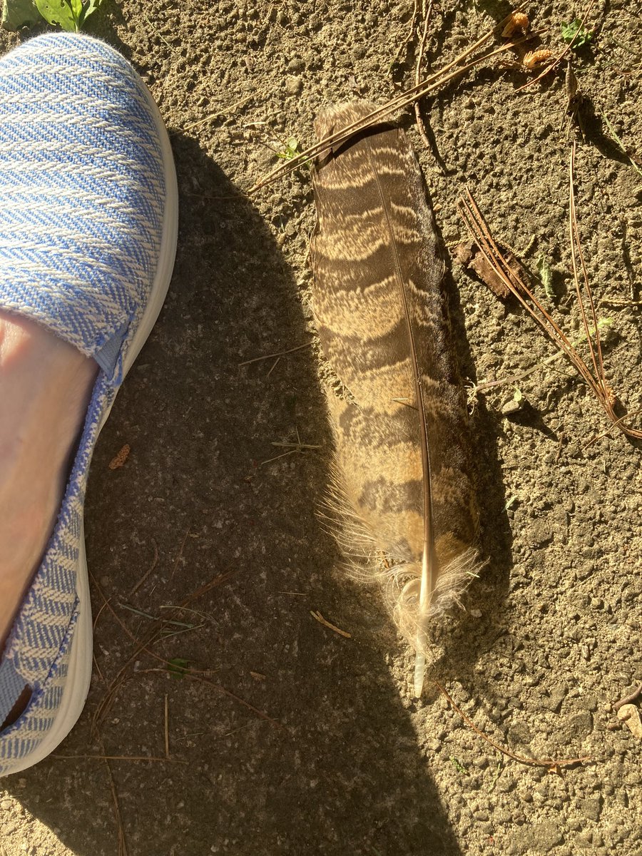 livewithmecfs's tweet image. This is the second huge feather like this we’ve found in our yard this week. Hawk? #nature365 #JoyinSpring